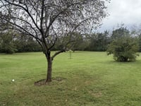 Large back yard with plenty of mature trees